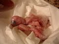Two Baby Blue Head Pionus PARROTS Two Baby Blue Head Pionus PARROTS