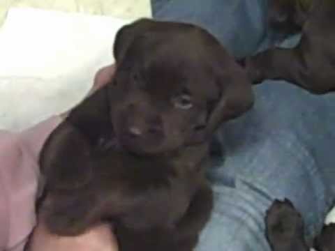 Chocolate Labrador Retriever Puppy “Luna” Female Lab pup for sale