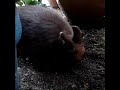 Alvin Digs! Alvin Digs!