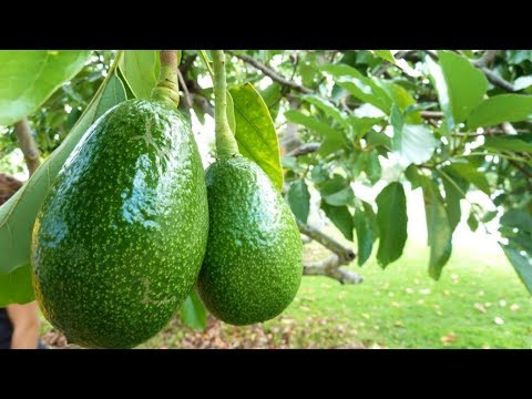 video-linktoworks-How to Grow Avocados in Containers - Complete Growing...