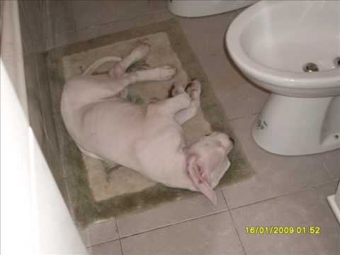 7 dogo argentino