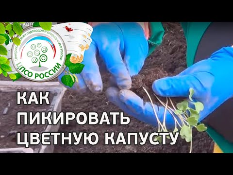 Как пикировать цветную капусту. Пикировка цветной капусты.