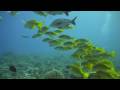 Moorea - Diving At Tiki
