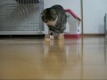 ボーリングが気になっちゃうネコのサムネイル