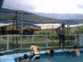 Tabo da su welta en la piscina x.x