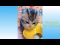 Cute Pets Animals Compilation