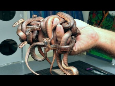 YouTube reptile video