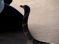 crazy man play with cobra snake