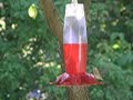 Hummingbirds of Buckeye Lake Hummingbirds of Buckeye Lake