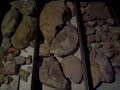fossilien aus der schwäbischen alb fossilien aus der schwäbischen alb