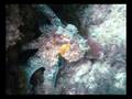 Dive Azores . Diving in Faial Island