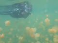 snorkeling with the jellyfish in palau. like being in a dr. seuss story! 

these jellyfish while not 