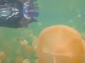 snorkeling with the jellyfish in palau. like being in a dr. seuss story! 

these jellyfish while not 