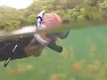 snorkeling with the jellyfish in palau. like being in a dr. seuss story! 

these jellyfish while not 