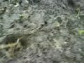 Junge Abies nordmanniana (Nordmanntanne) aufpflanzen Teil 1