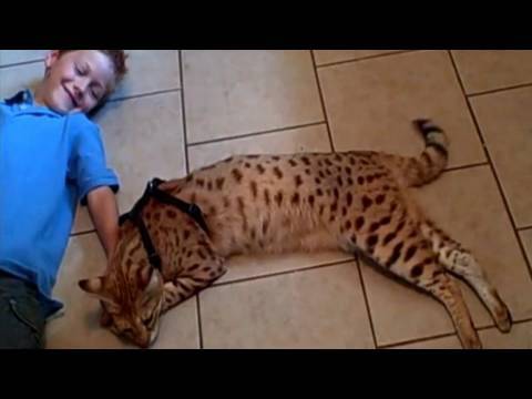 Funny Hamsters Pictures on Beautiful Relationship   Savannah Cat Magic And Andreas Stucki