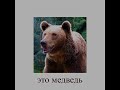 ???????? - animals in russian