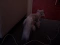 kira-the-shaved-cat-the-day-after.html