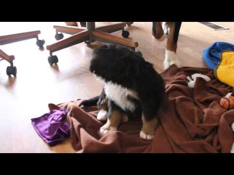 Anna AKC bernese mountain dog puppy