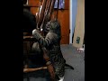 Kitten party