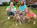 pitbulls