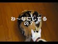 ねこ鍋