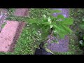 Click here to watch this video ロウヤガキ-A1（ろうやかき・老爺柿）ミニ盆栽の販売と育て方・作り方