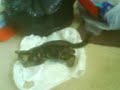 Attacka Cat! Attacka Cat!