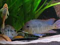 geophagus tapajos spawning.