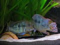geophagus tapajos spawning.