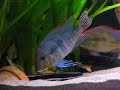 geophagus tapajos spawning.
