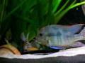 Geophagus tapajos spawning