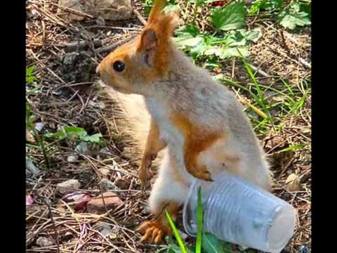 Видео 'Эти смешные зверьки :)'