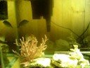 Naso Tang and Auriga Butterfly Fish