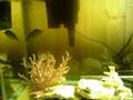 Naso Tang and Auriga Butterfly Fish