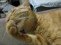 videos de cleanly cat