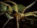 Spider Eats Frog! Spider Eats Frog!