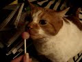 Kitty cat licking a lollipop
