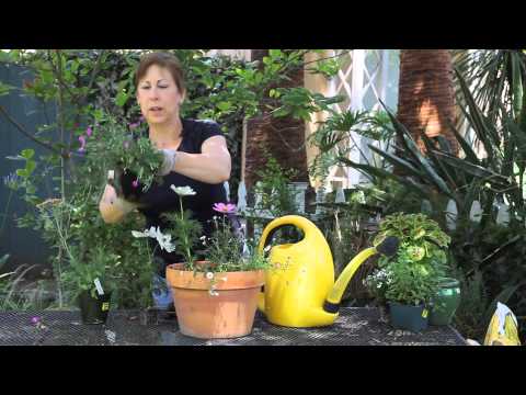how to plant wildflowers