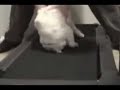 Laziest cat ever gives the treadmill a try