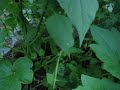 Garden Walkthrough July 11th 1of2 Garden Walkthrough July 11th 1of2