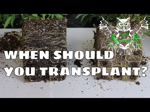 how to replant a plant without roots