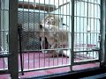 The Lion Couple