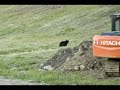 Bear \"Hunting\" in Whistler Bear \"Hunting\" in Whistler