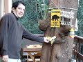 esquilo comilão