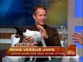 Man Punches Shark, Saves Dog Man Punches Shark, Saves Dog