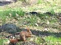 Wiewi�rka