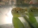 Fahaka Puffer Fahaka Puffer