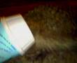 Hedgehog in the McFlurry cup