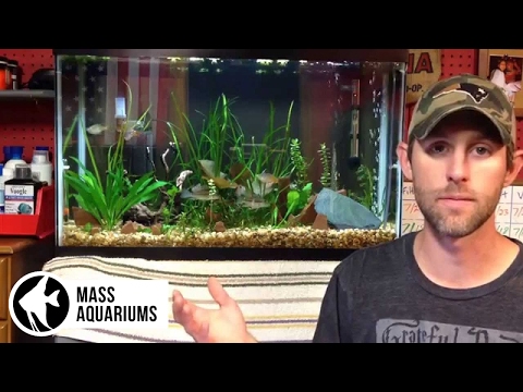 how to plant amazon sword